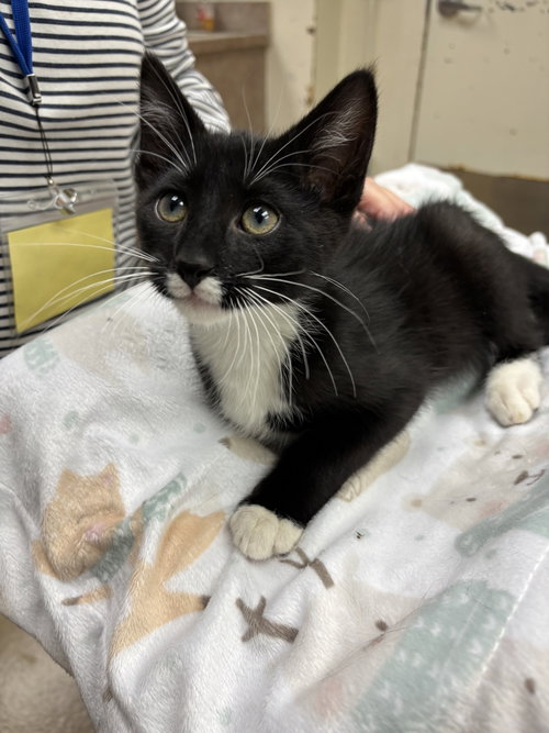 picture of the cat needing adoption