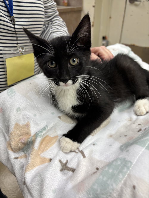 TONY-PENDING - Domestic Short Hair available for adoption