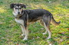 Nala - Photo 2