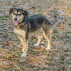Nala - Photo 3