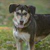Nala - Photo 1