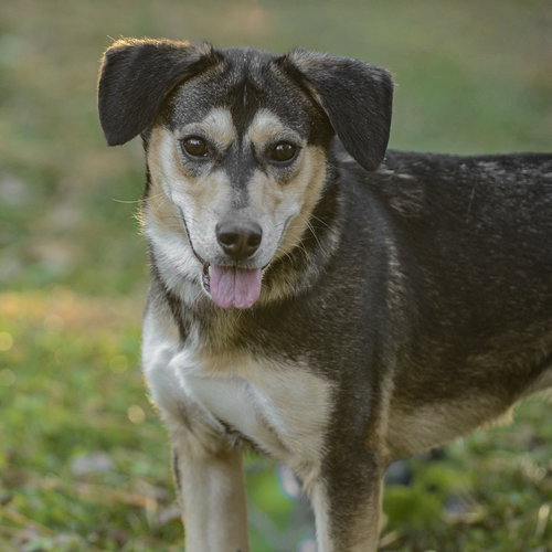 picture of the dog needing adoption