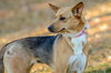 Biscuit-pending - Photo 2