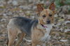 Biscuit-pending - Photo 3