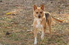 Biscuit-pending - Photo 4