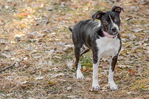 GABBY - Hound available for adoption