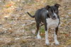 Gabby - Photo 3