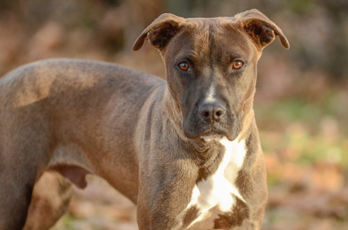 picture of the dog needing adoption