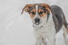 Jack - Photo 1