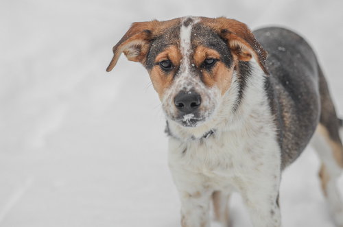 picture of the dog needing adoption