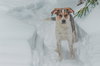 Jack - Photo 2