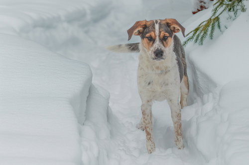 JACK - Australian Cattle Dog/Blue Heeler / Hound available for adoption