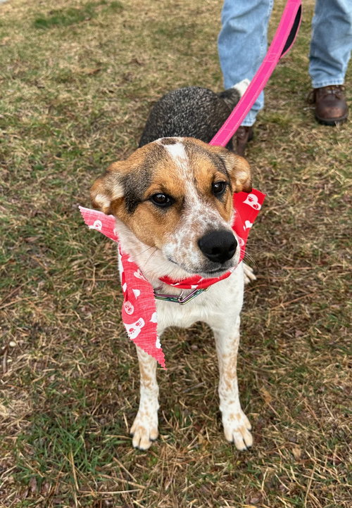 JACK - Australian Cattle Dog/Blue Heeler / Hound available for adoption