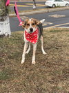 Jack - Photo 3