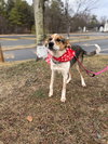 Jack - Photo 4