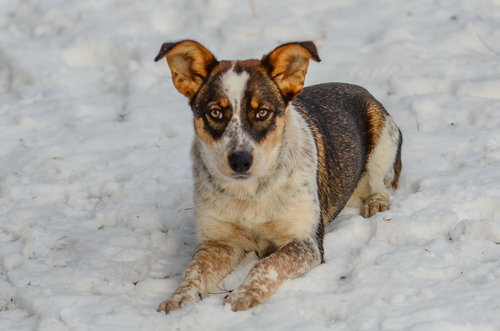MORTICIA-PENDING - Australian Cattle Dog/Blue Heeler / Hound available for adoption