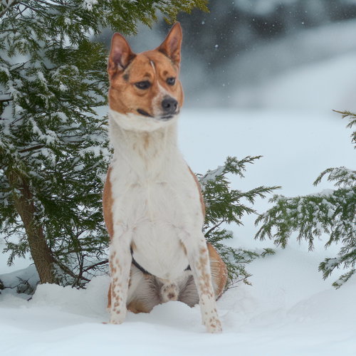 picture of the dog needing adoption