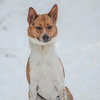 Pretzel-pending - Photo 3