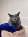 Luna *bonded pair*-pending - Photo 2