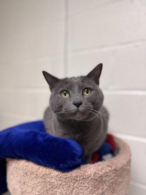 LUNA *BONDED PAIR*-PENDING - Domestic Short Hair available for adoption