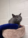 Luna *bonded pair*-pending - Photo 3