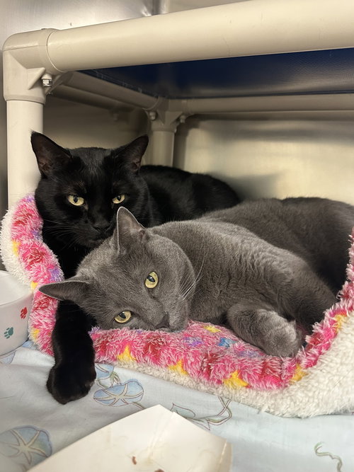LUNA *BONDED PAIR*-PENDING - Domestic Short Hair available for adoption
