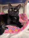 Shadow *bonded pair*-pendind - Photo 2