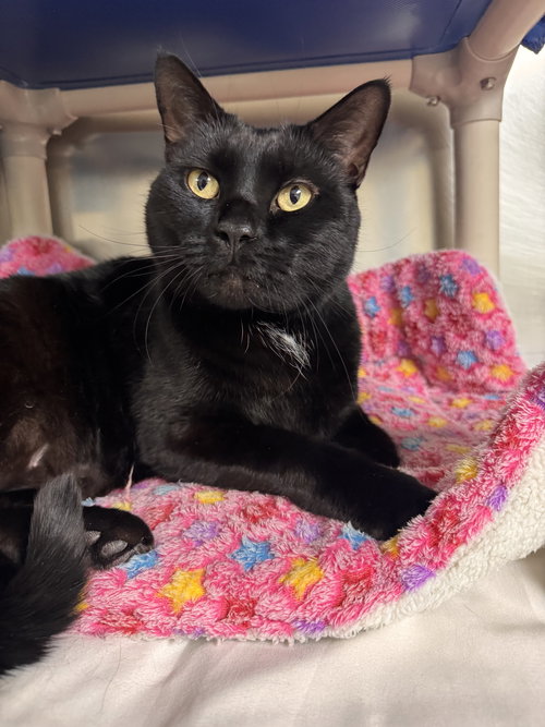 SHADOW *BONDED PAIR*-PENDIND - Domestic Short Hair available for adoption