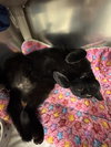 Shadow *bonded pair*-pendind - Photo 3