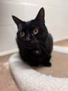 Shadow *bonded pair*-pendind - Photo 4