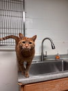 Reggie-pending - Photo 2