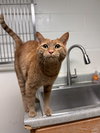 Reggie-pending - Photo 3