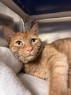 Reggie-pending - Photo 1