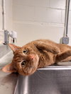 Reggie-pending - Photo 4