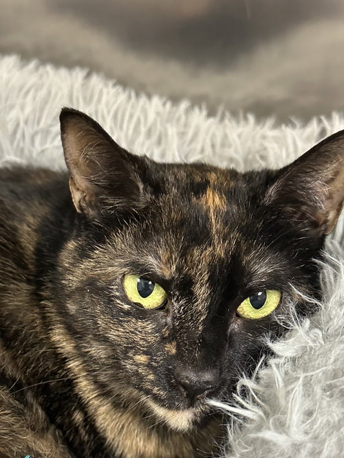 HOLLY - Domestic Short Hair available for adoption