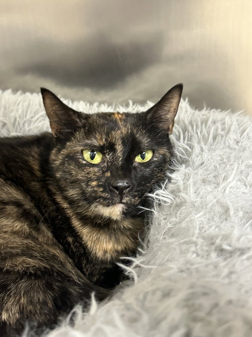 HOLLY - Domestic Short Hair available for adoption