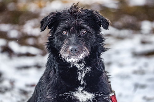 picture of the dog needing adoption