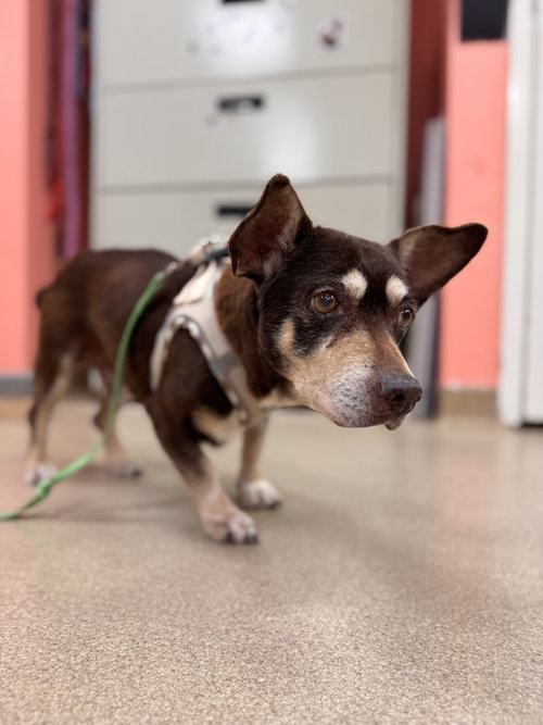 picture of the dog needing adoption