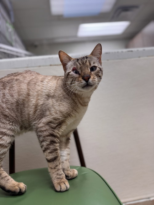 picture of the cat needing adoption