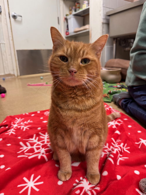 LOUIE - Domestic Short Hair available for adoption