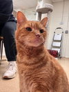 Louie - Photo 2
