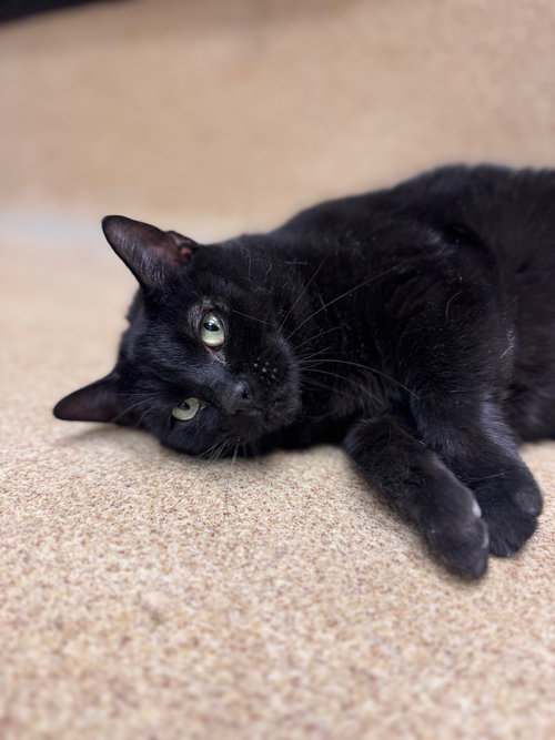 QUILA - Domestic Short Hair available for adoption