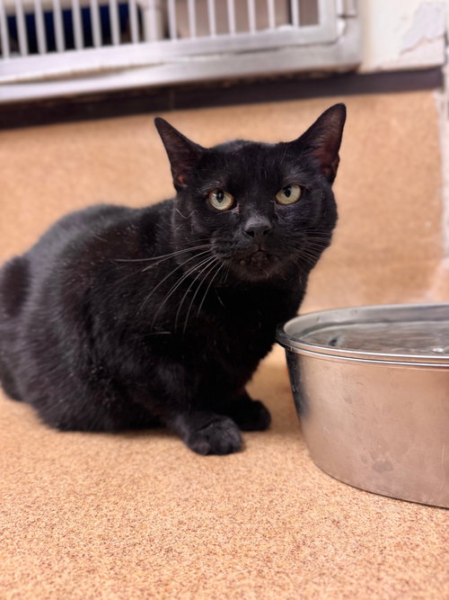QUILA - Domestic Short Hair available for adoption
