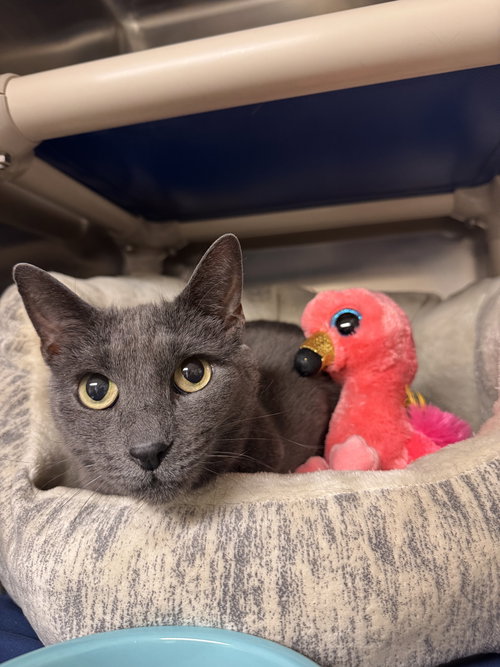 picture of the cat needing adoption