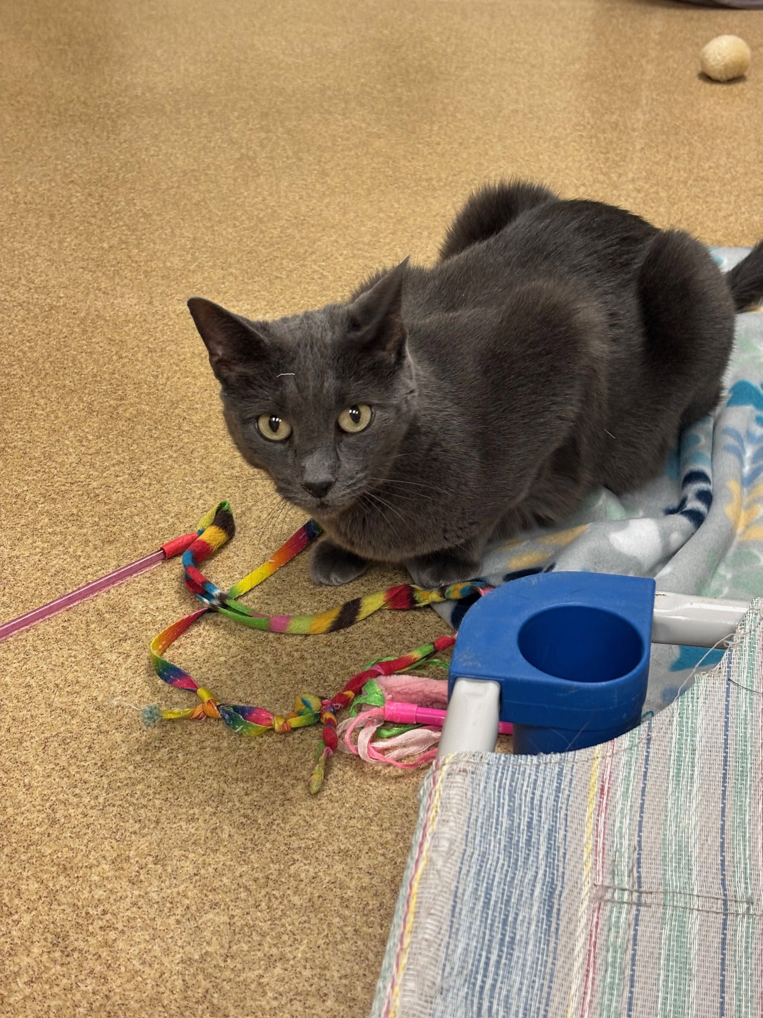 Little Cat-pending Image