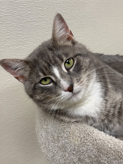SAMANTHA - Domestic Short Hair available for adoption
