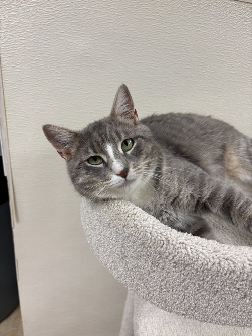 SAMANTHA - Domestic Short Hair available for adoption