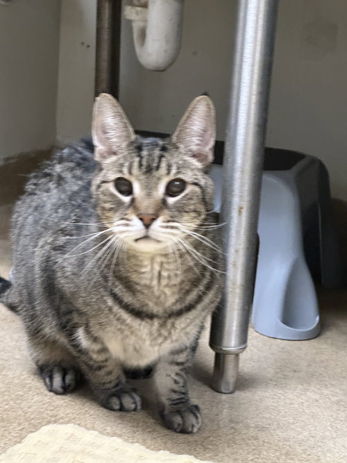 RANDY - Domestic Short Hair available for adoption