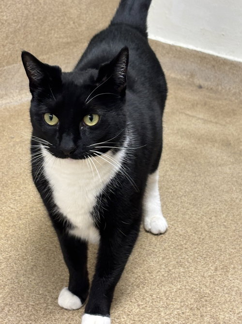 Pepper, an adoptable Domestic Short Hair in Brick, NJ