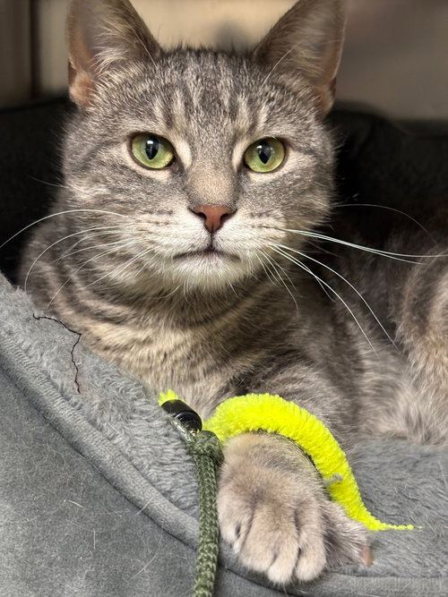 Bella, an adoptable Domestic Short Hair in Brick, NJ